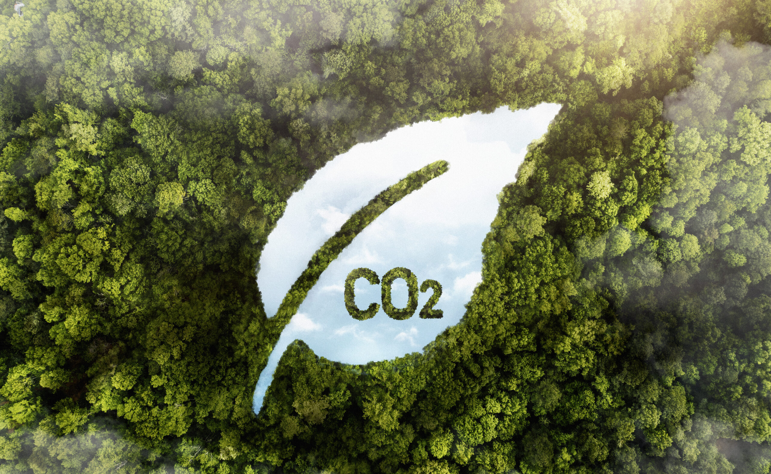 View Green Forest Trees With Co2